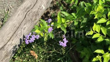 小白混合紫花或杜兰塔代表花